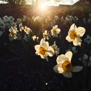 daffodil_nickflax