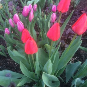 Tulip_MrsJenClarke